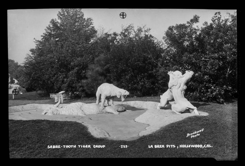 Sabre-tooth tiger group. La Brea Pits, Hollywood, Cal. [i.e. Los Angeles]