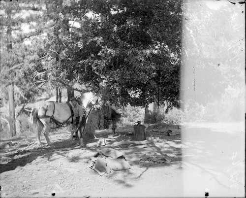 Blacksmith putting on horseshoes on a horse