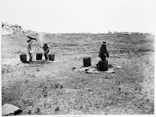 Chinese winnowing beans