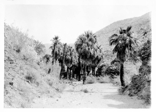 Palm Springs Canyon