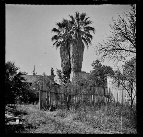 Two palm trees at the Wozencraft residence, San Bernardino