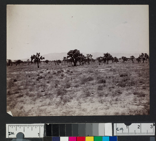 Desert landscape with Joshua trees