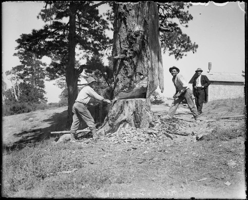 Workmen cutting down a tree at the 100-inch telescope site, Mount Wilson Observatory