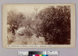 Rosenbaum's gardens, Grand Ave., Pasadena. 1890