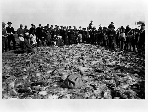 A California rabbit drive. 1000 jack rabbits driven into a corral and killed