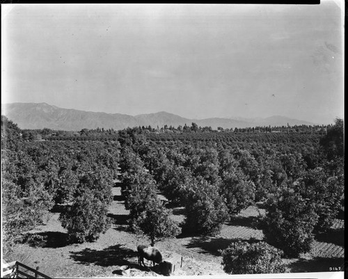 Orange orchard northwest of Alhambra