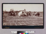 Fruit drying on North Fair Oaks at Mountain St