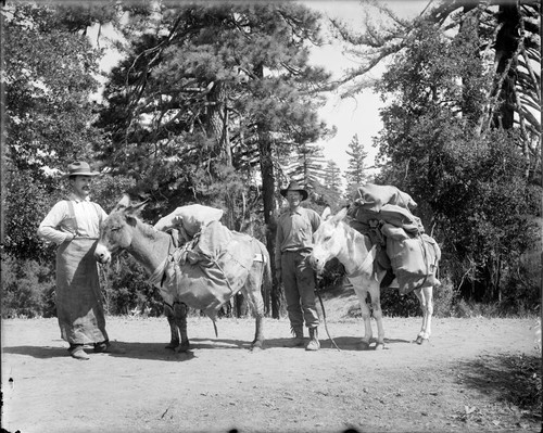 Cook and his assistant with donkeys carrying packs