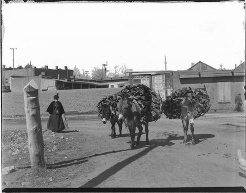 Las Vegas, donkeys with large loads