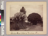 Pampas grass (18 feet) & umbrella tree