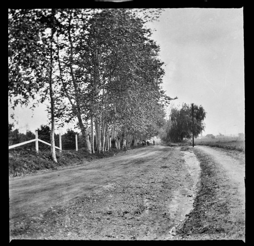 Tree-lined country road