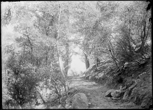 Dirt road on Mount Wilson