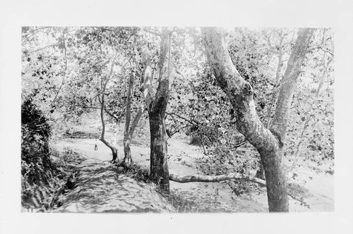 Sycamores in Santa Monica Canyon