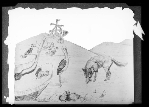 Photograph of a drawing illustrating Washoe life and legends