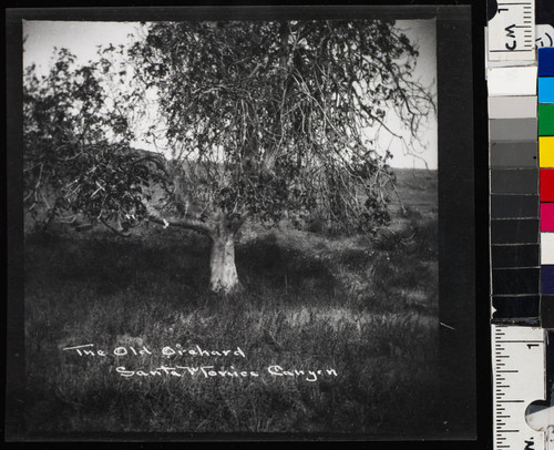 The Old Orchard, Santa Monica Canyon