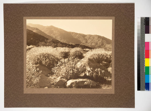 The Desert of the Colorado in bloom, Southern California