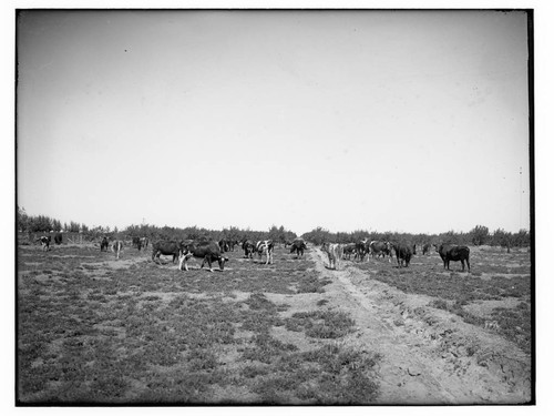 Cattle in a field, Merced County