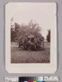 Rose tree, 27 in. circumference, Gen. Stoneman, San Gab'l