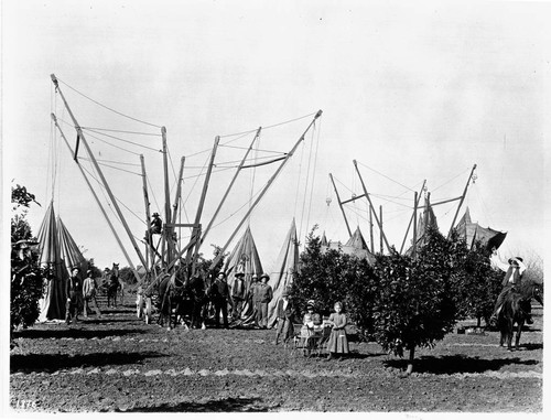 Derrick placing fumigation tent over tree