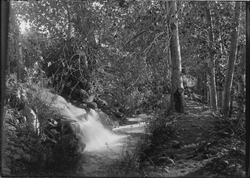 View of roaring stream and woods, Seminole Nation, Indian Territory