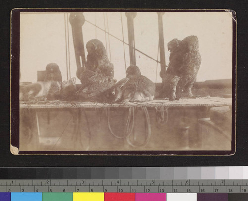 Rabbits and owls on unidentified ship