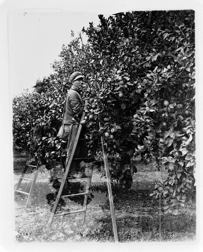 Lemon picking