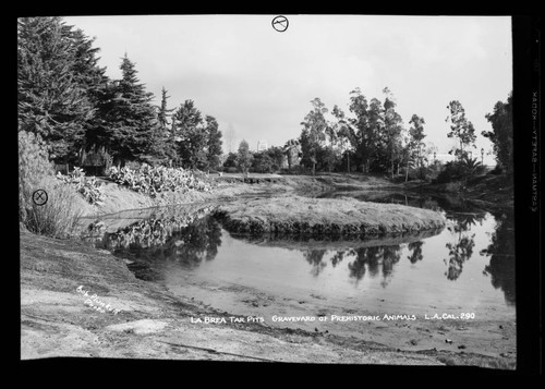 La Brea Tar Pits, graveyard of prehistoric animals, L.A. Cal