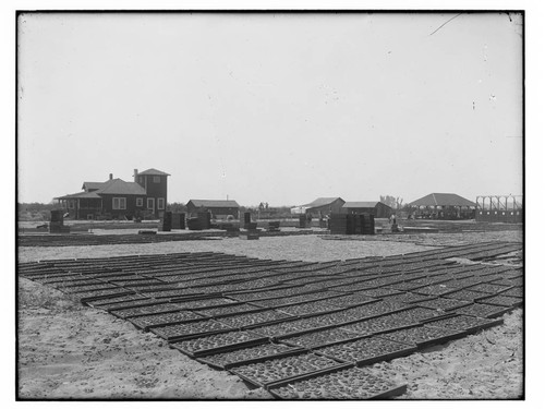 Drying produce, Merced County(?)