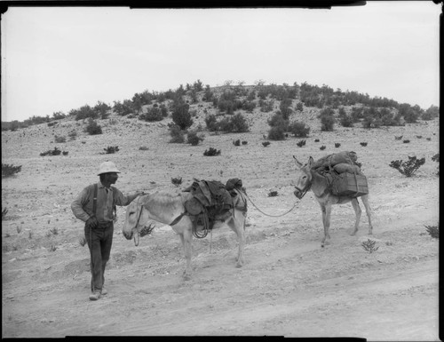 Man with 2 burros