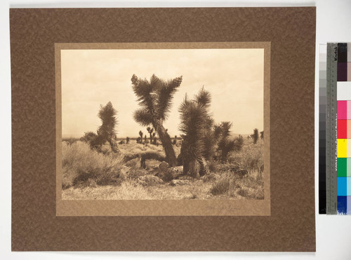 The Mojave Desert, California. A forest of yuccas extending for many miles north of the Amargosa, near Death Valley