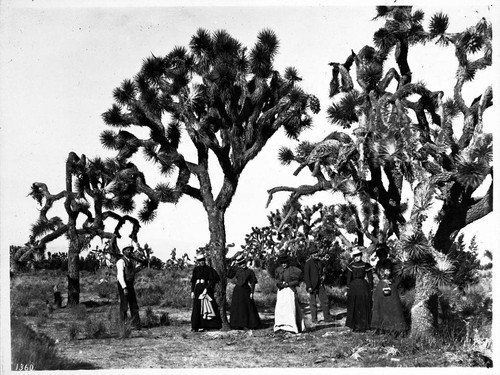 Yucca mohaviensis forest near Palmdale