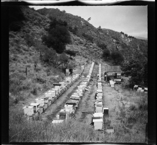 Beekeeping ranch with wooden shack and two women