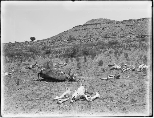 Desert landscape with animal carcasses