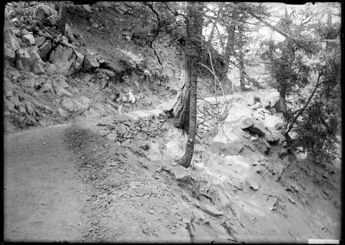 Pack horse on mountain road, Mount Wilson