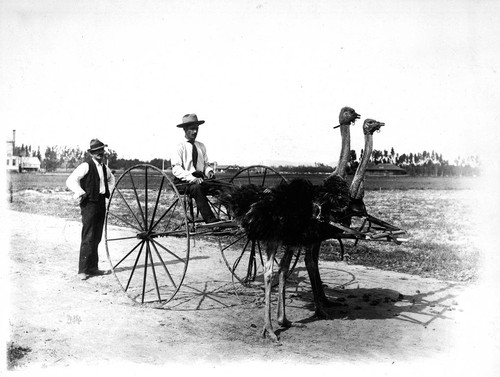 Team of ostriches, South Pasadena