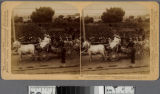 Beautiful tribute to a beloved ruler - President McKinley entering Santa Barbara in a Carriage of Roses, California