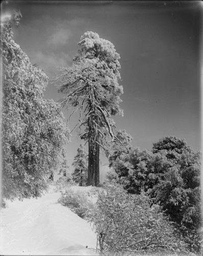 Trees on Mount Wilson, after a snowfall