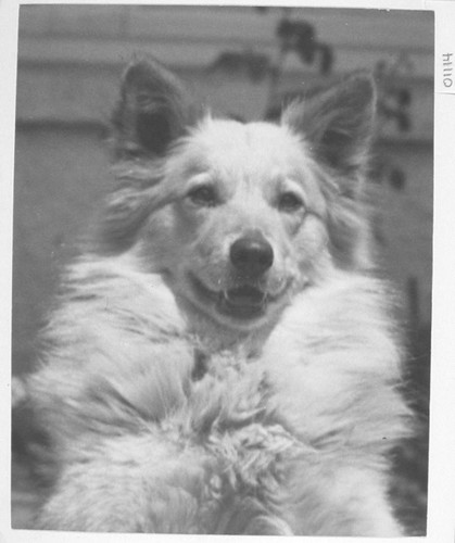 Solar, the observatory dog, at the Monastery, Mount Wilson Observatory