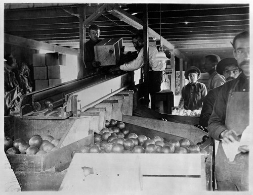 Sorting and cleaning oranges