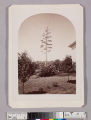 Century plant, res. of A. N. Carter, San Gabriel