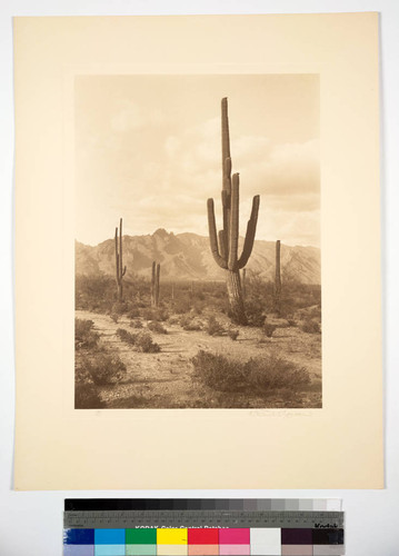 Saguaro cactus in the desert of Southern Arizona