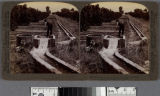 Irrigating an orange grove, Riverside, California