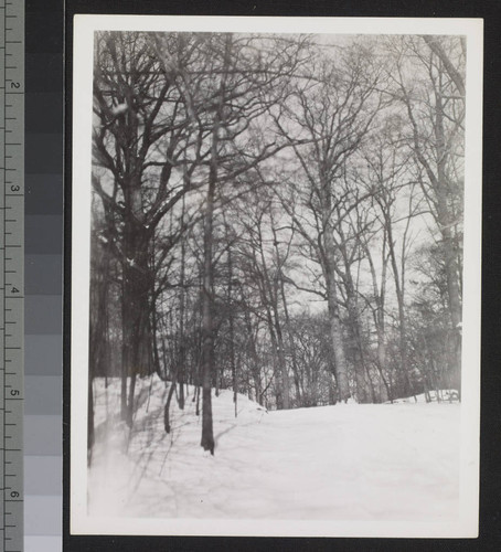 Trees and snow