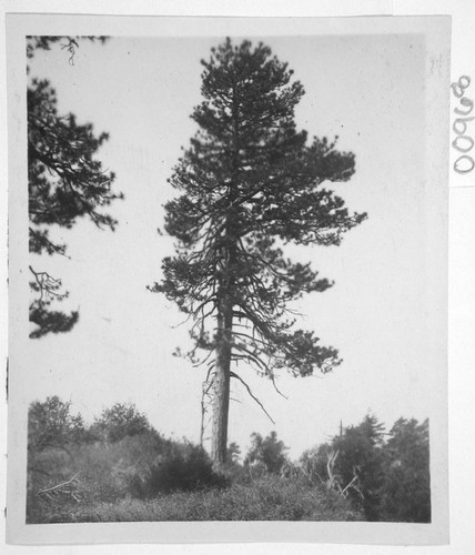 Tree on Mount Wilson