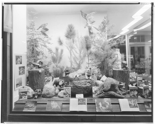 A.C. Vromans bookstore animal window display, 469 East Colorado, Pasadena. 1937