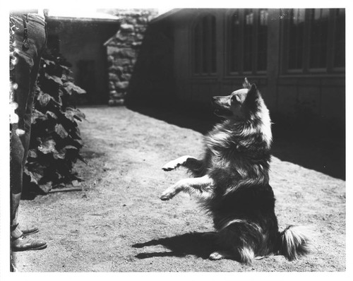 Solar, the observatory dog, in the Monastery courtyard, Mount Wilson Observatory