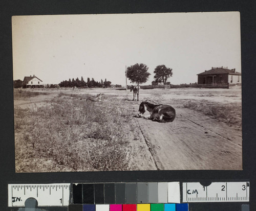 Mules laying in dirt in unidentified western town