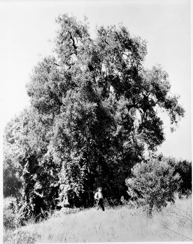 Cathedral Oak, Rancho San Pasqual