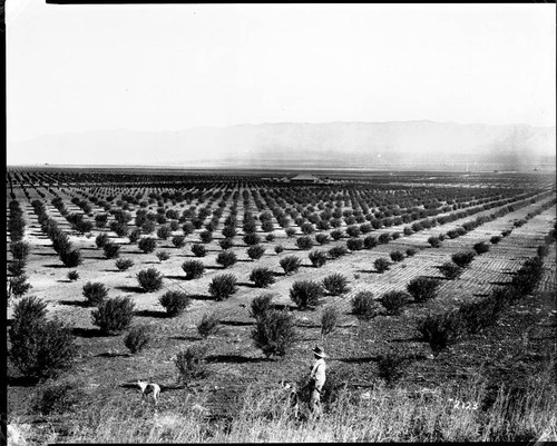 Almond orchard, west end of Antelope Valley