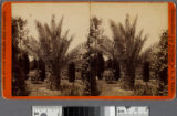 Date palms, Los Angeles, Cal